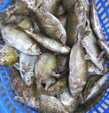 鲜活冷冻泥猛鱼真空包装