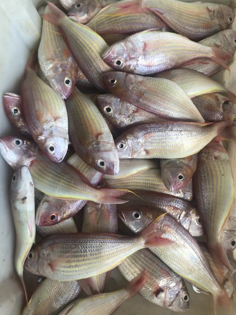 新鲜冷冻红三鱼真空包装