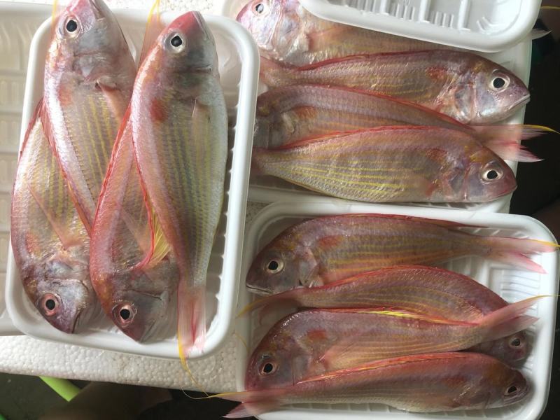 新鲜冷冻红三鱼真空包装