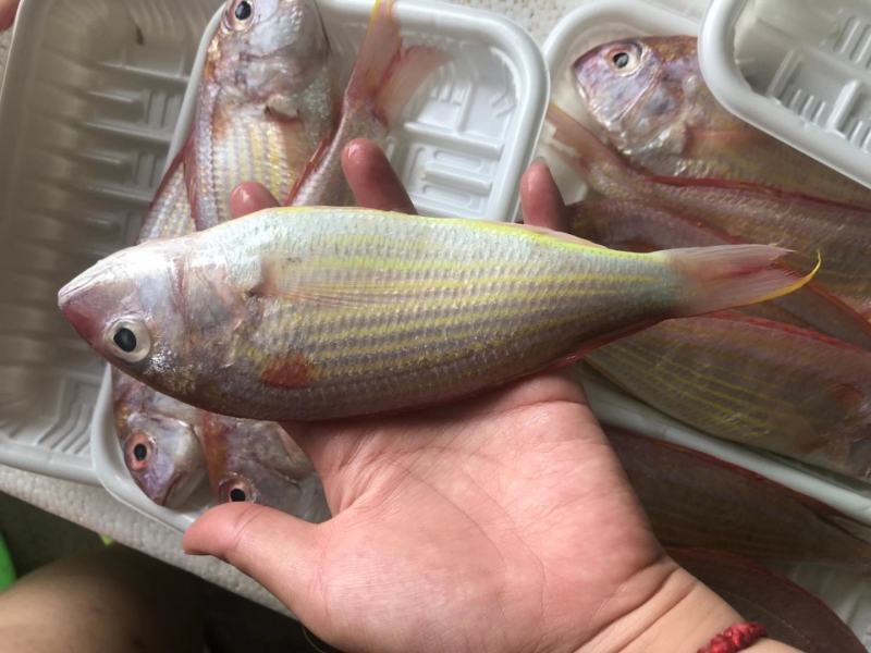 新鲜冷冻红三鱼真空包装