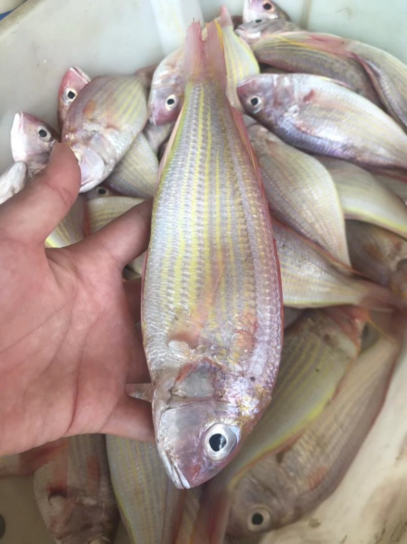 新鲜冷冻红三鱼真空包装