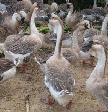 厂家批发 鹅苗 灰狮头鹅苗,白狮头 鹅 包成活 全国包邮