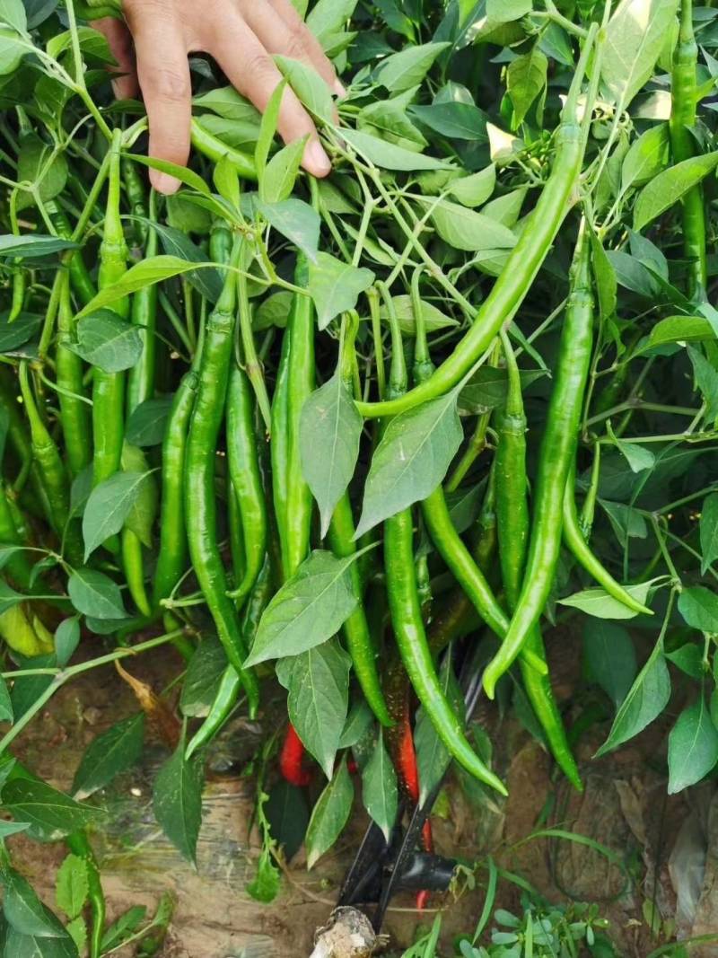 [线椒批发]线椒,3号红线椒价格1.80元/斤 - 一亩田