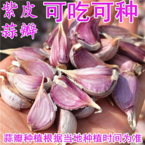 红根蒜苗种子，四季可种，纯人工分瓣，早熟，高产，抗病毒