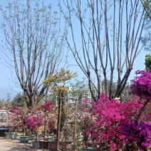 公司自有苗木基地60余亩，主营各种规格蓝花楹，生货，熟货