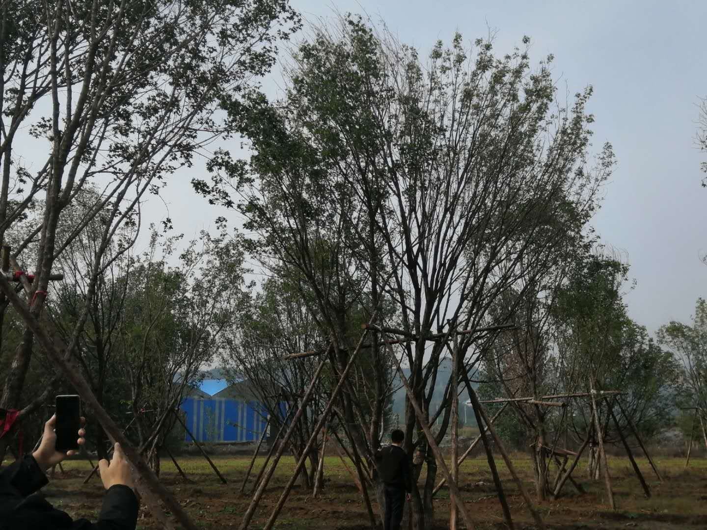 五角枫移植后修剪枝叶并设置支撑杆的示意图,展示修剪部位和支撑方式 五角枫移植后修剪与支撑示意图