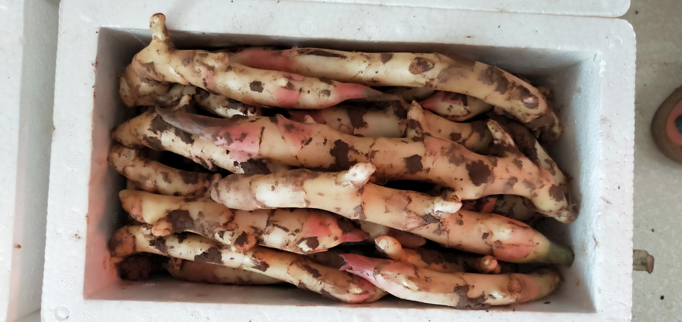 子姜特写
