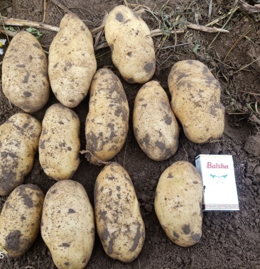 [土豆批发]乾安县 荷兰806价格0.55元/斤 - 一亩田