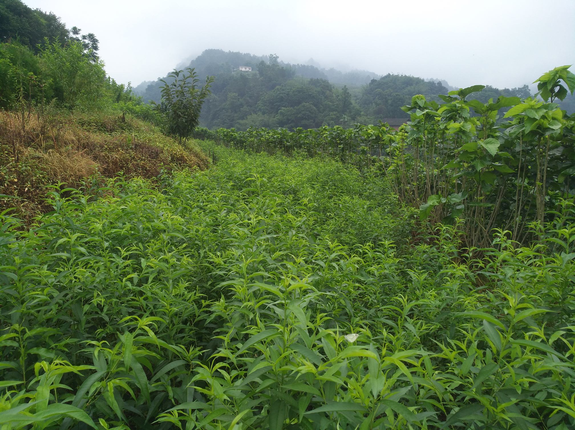 山东平邑黄桃果园航拍图