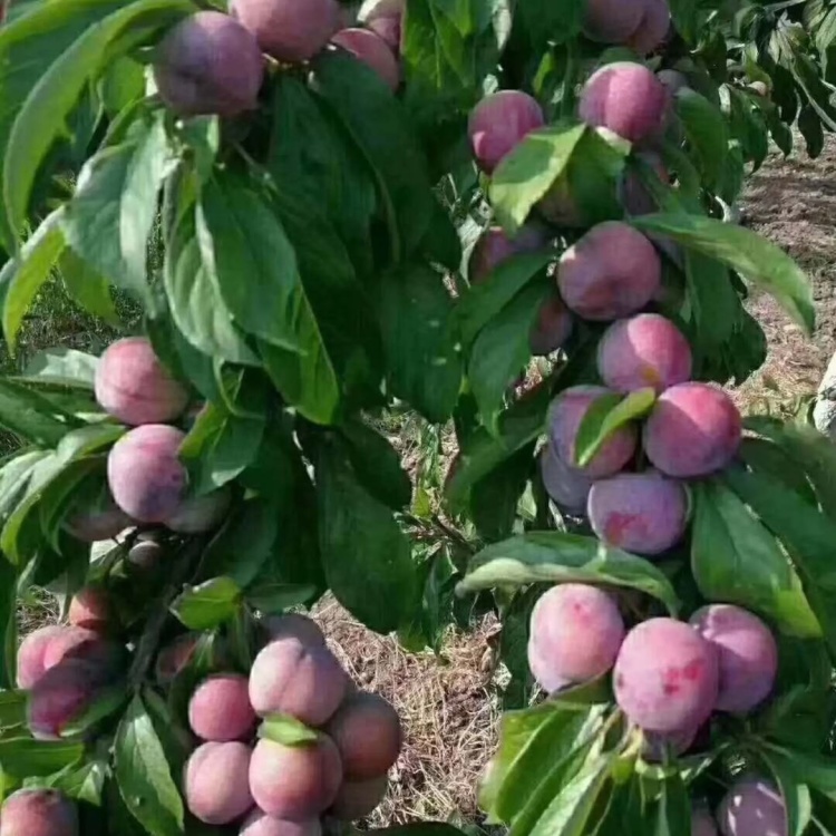 汉源汶川脆红李子新鲜脆李甜脆脱核产地现摘