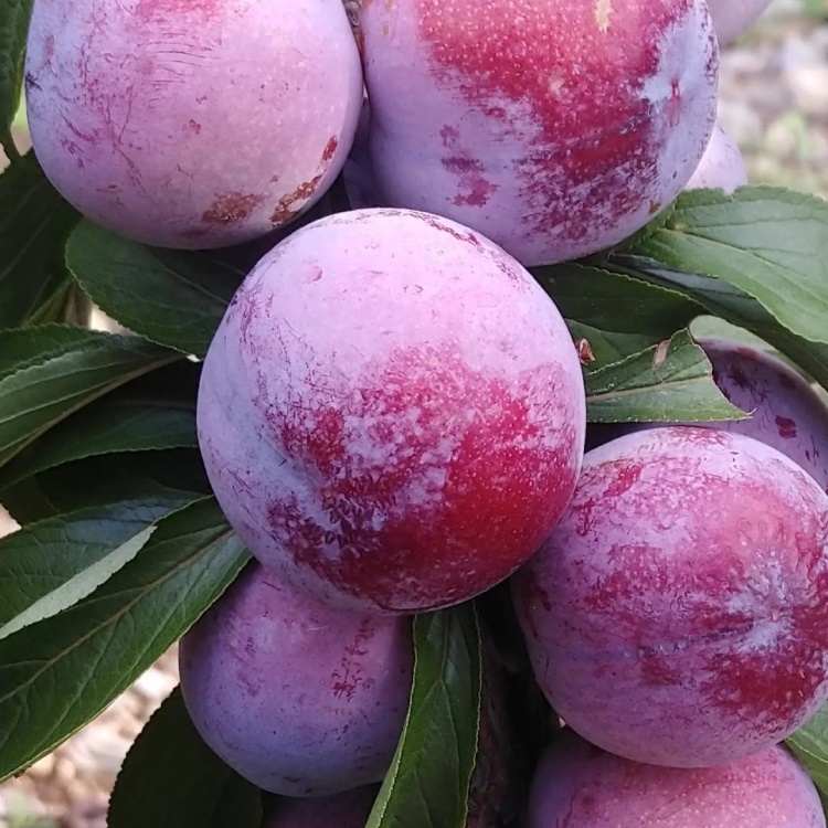 [青脆李子批发]汉源汶川脆红李子新鲜脆李甜脆脱核产地现摘价格1.