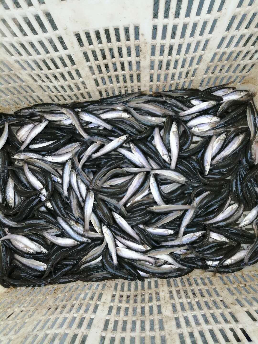 [柳根鱼批发]柳根鱼,可发空运,全国可发价格25.00元/斤 - 一亩田