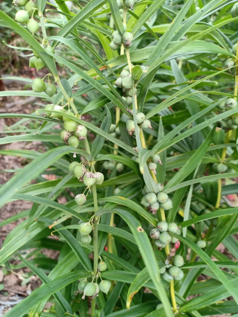 黄精,伏牛山野生黄精,细叶黄精,现采现发