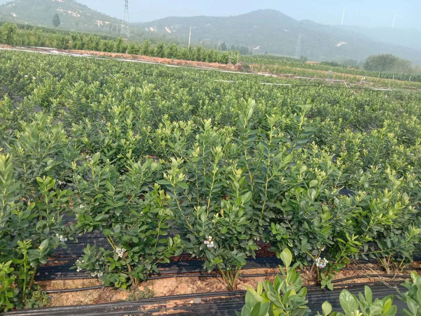 横县蓝莓基地航拍图