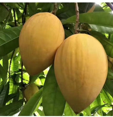 耀堂仙桃果苗木瓜仙桃种苗