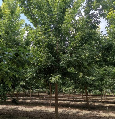 金叶青叶复叶槭树8-15