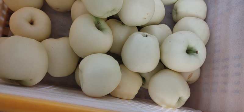 黄元帅苹果特写