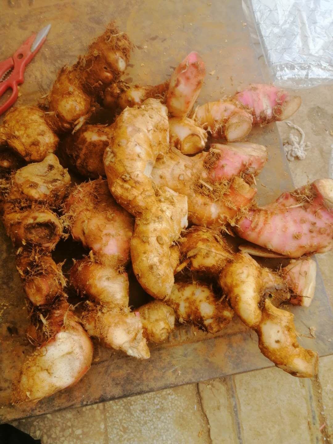 南姜山姜新鲜白皮南姜蓝姜上市南姜低价批发