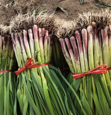 红根蒜苗 根红 叶绿 新鲜 根红苗正