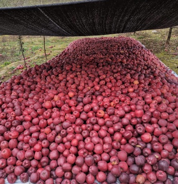 礼县花牛蛇果原产地有机生长拉长圆果可视频看货整车代发