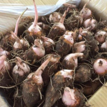 红芽芋，毛芋头，精品毛芋头