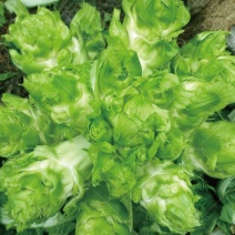 安徽砀山大型儿菜种植基地，己经大量上市，可持续发货