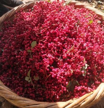 甘肃陇南武都特香特麻大红袍特产花椒原产地直供