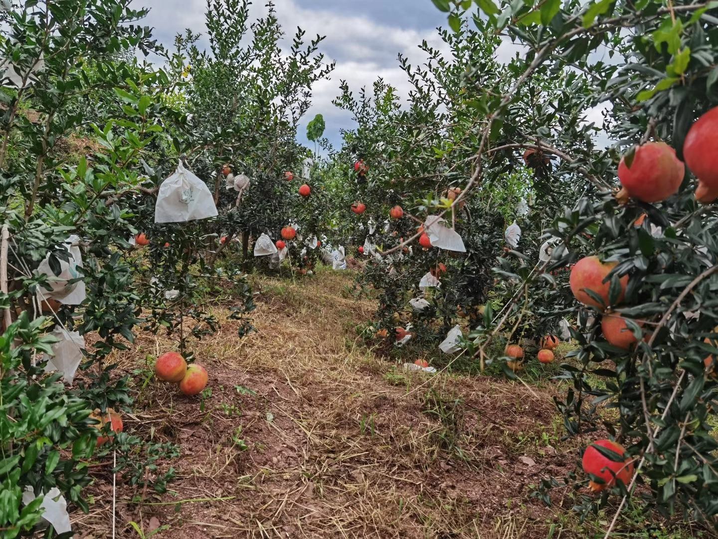 济源石榴果园实景