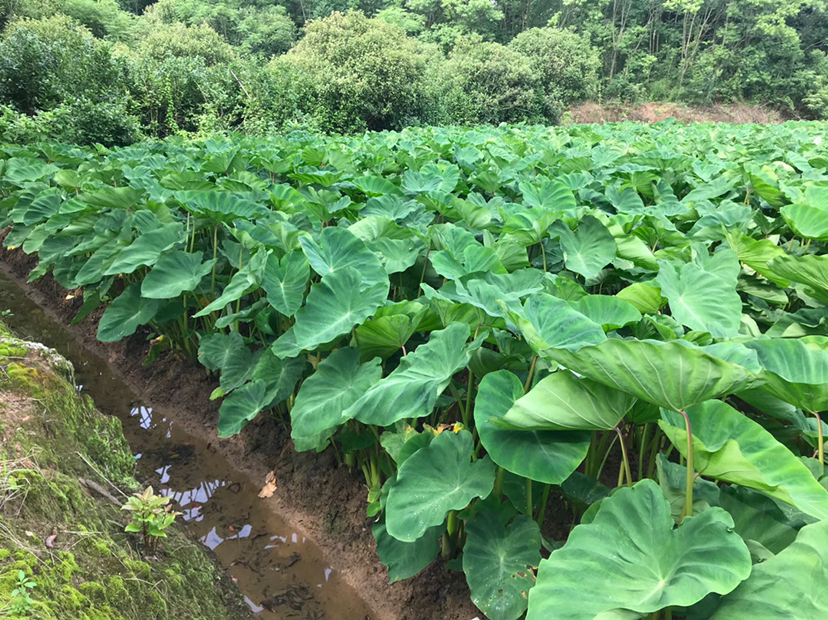 江南湿润农田场景:成片毛芋头植株挺立,叶片硕大呈心形,深绿色,叶柄粗壮带紫红色晕,基部密被褐色绒毛;近景可见裸露土表的块茎顶部,覆盖灰褐色泥垢与密集细软褐色须根,典型‘毛’感清晰可见;背景有农户弯腰采收,体现传统农作属性 毛芋头植株田间生长实景