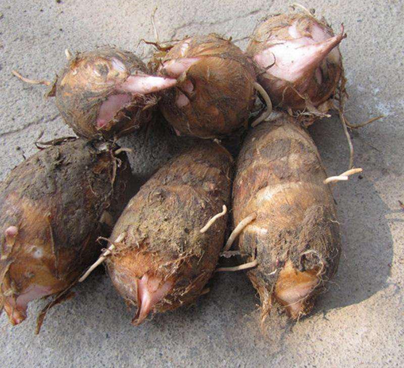 芋苗干制作原料清洗过程