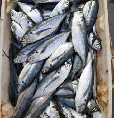 冰鲜硬尾(巴浪鱼),一手货源!