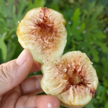 精品无花果树苗树形优美当年结果南方新鲜巨型波红特大无花果