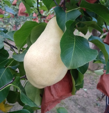 供应大厅  水果 梨