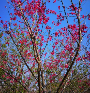 [樱花树批发]福建山樱花 樱花米径4公分到23公分现货供应价格200.