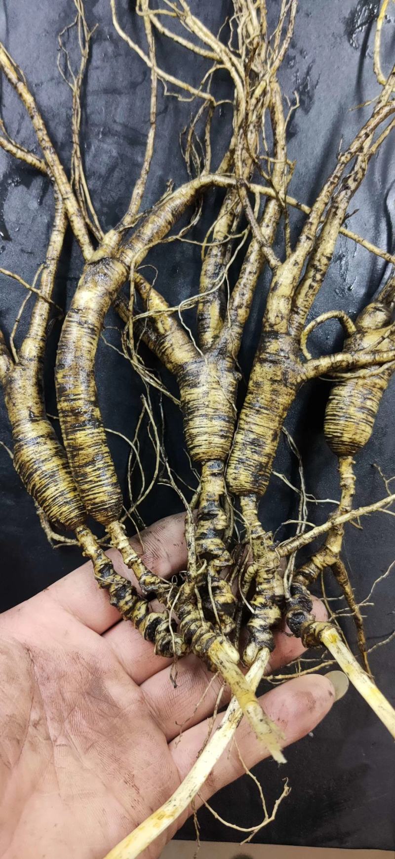 新鲜林下参野山参东北长白山鲜人参泡酒老山参老货