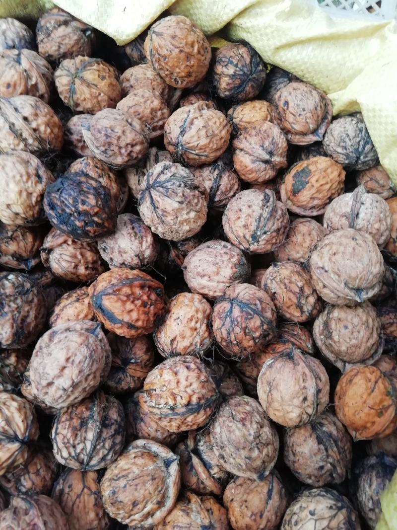 姚安桐子果厚壳早果核桃鲜果