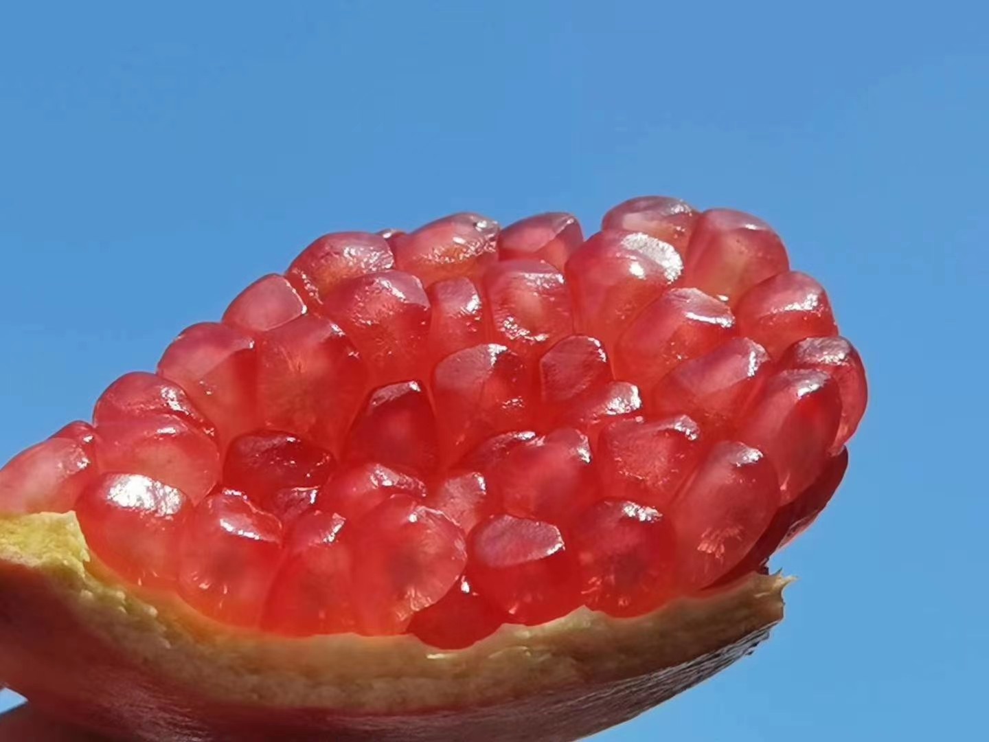 楚雄石榴剖面特写展示晶莹籽粒