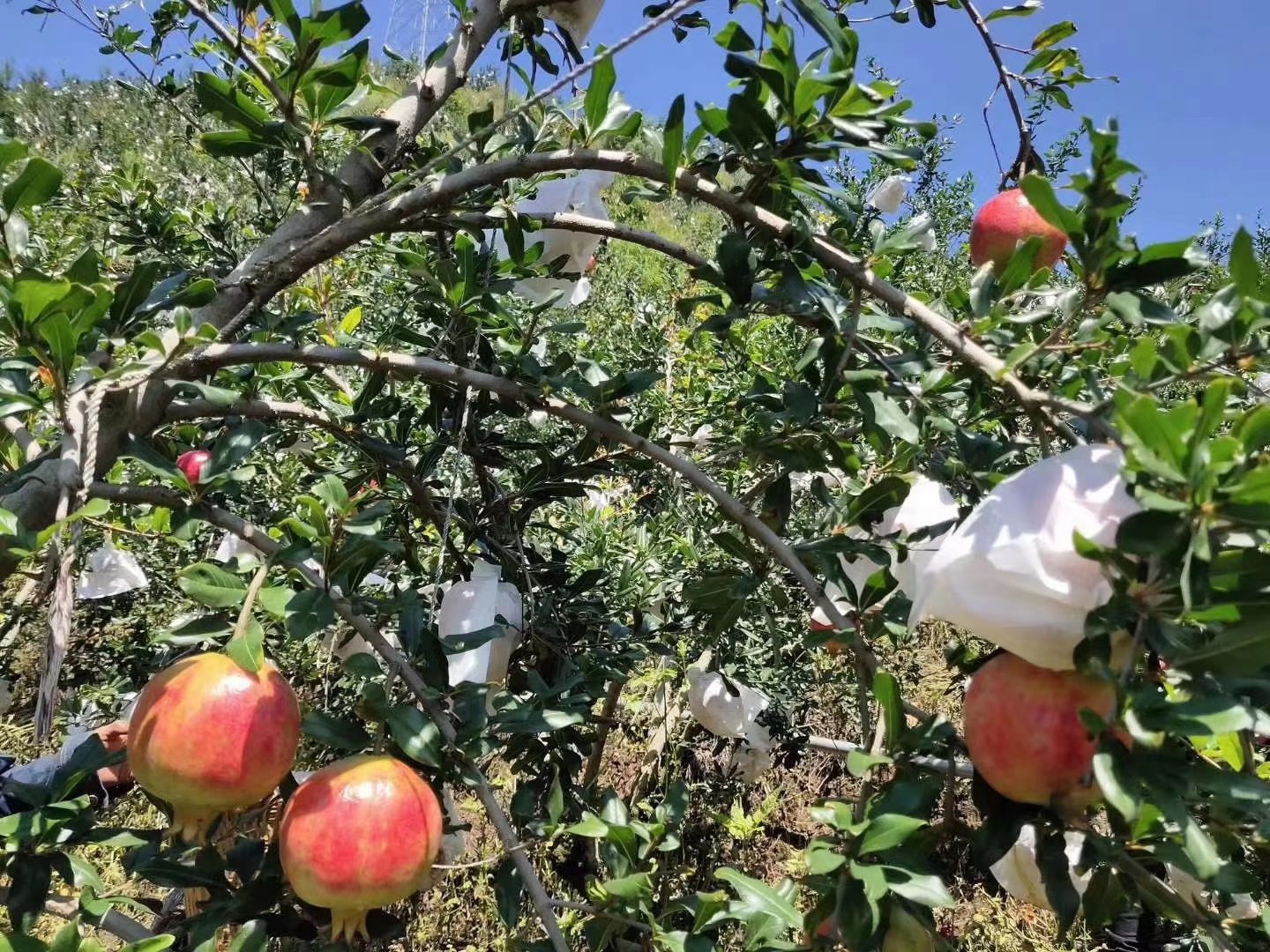 图示:左侧为健康软籽石榴1年生枝(皮色青绿、芽体饱满),中部为-13℃冻害枝条(顶端15cm枯褐、芽鳞松散),右侧为-16℃严重冻害主干(树皮纵向开裂、木质部呈褐色环带);背景为田间温度记录仪实时显示-14.2℃,时间标注为2022年1月22日晨6:30,拍摄地点河南荥阳高村试验基地 软籽石榴不同部位冻害症状对比图