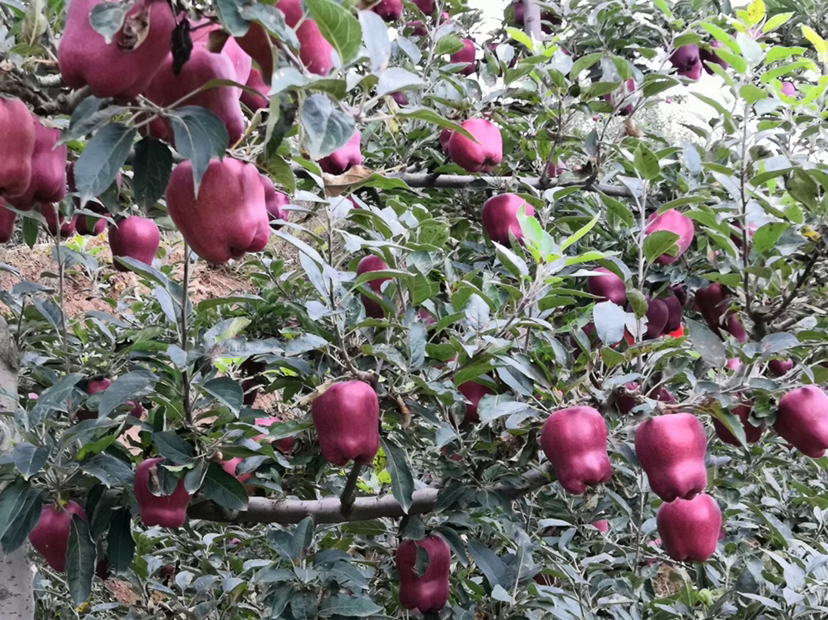 花牛苹果与新红星苹果田间对比图