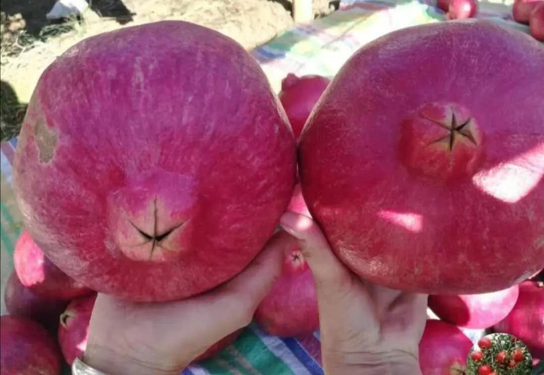 白花石榴与红花石榴对比图