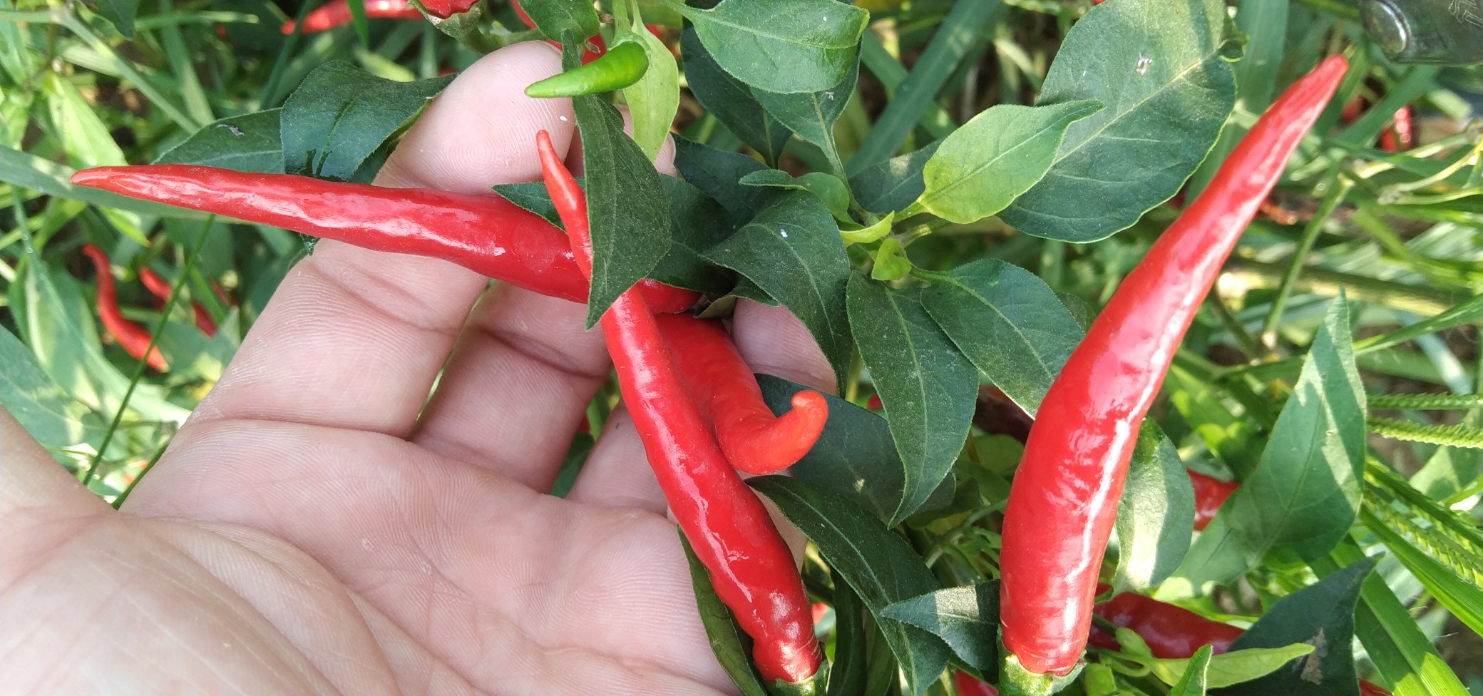 高清微距摄影:多种中国主栽辣椒品种的完整干制果实特写,展示不同形态、色泽、果梗状态及表皮质感,体现‘整个干辣椒’的天然多样性与物理完整性 特写镜头下的整颗干辣椒堆叠图,包含多个常见品种:红色细长线椒、橙红朝天椒、深红羊角椒和棕褐色二荆条,辣椒表面有自然褶皱与光泽,部分带完整绿色果梗,背景为粗陶盘与木质案板,光线柔和突出纹理细节