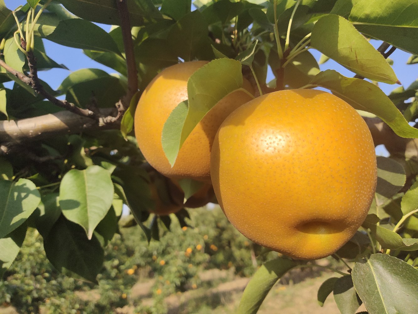 南果梨果园秋季丰收场景