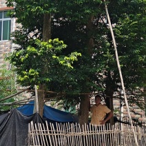 移植沉香树，大树两棵