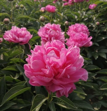 大花重瓣观赏芍药颜色品种随机