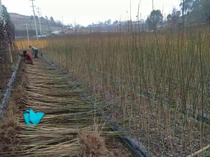红梅苗木批发基地全景图