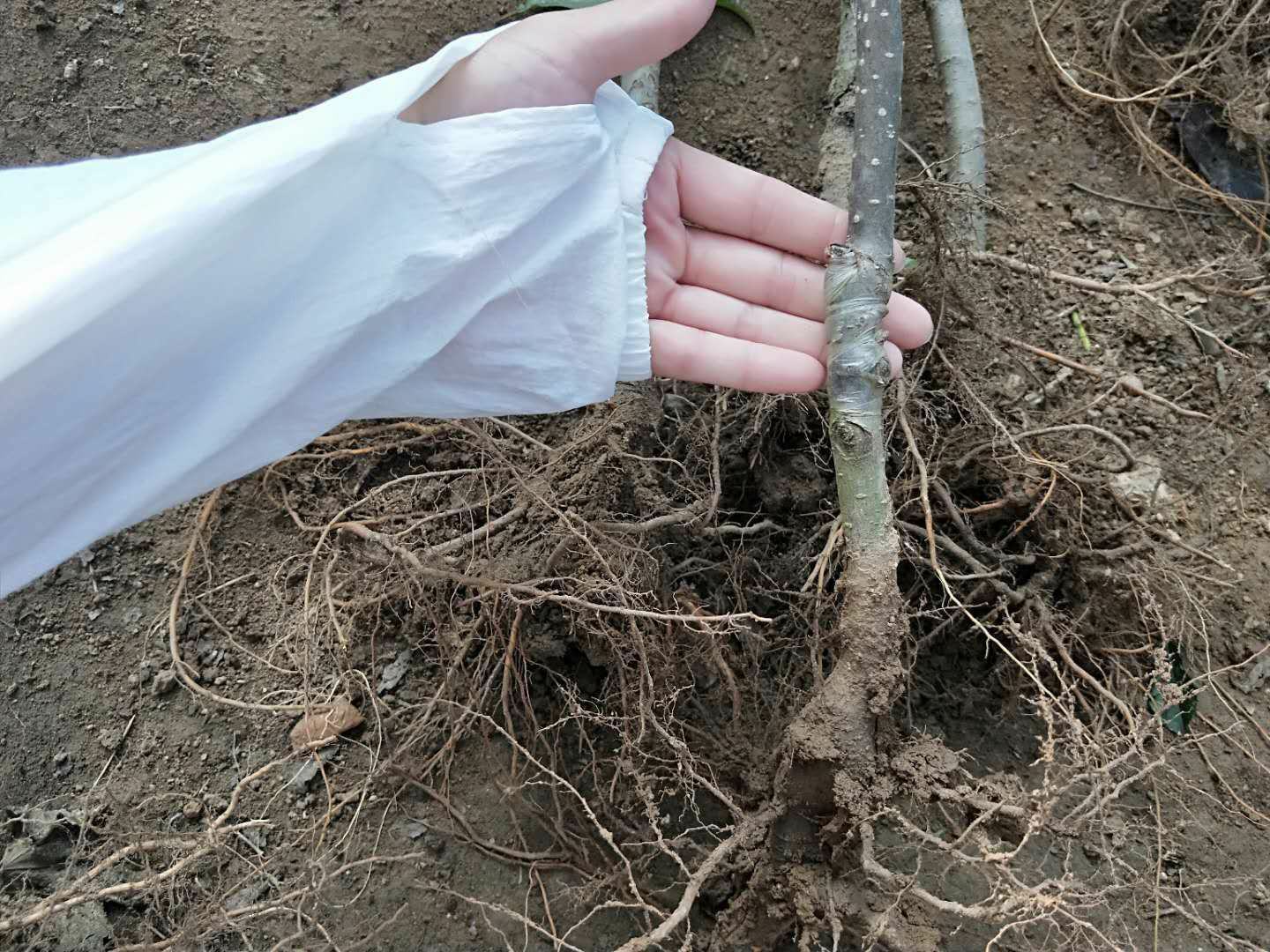 红将军苹果苗在春季定植后的生长情况,土壤湿润,根系健康 红将军苹果苗种植现场
