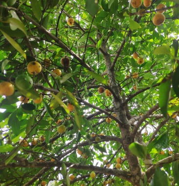 山竹苗岭南山竹苗黄金山竹苗盆栽地栽带土杯发货包邮