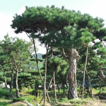 造型松，造型油松，黑松，平顶松，大型盆景松