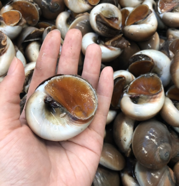 东港当地鲜活大香螺,质量杠杠的,有需要的联系