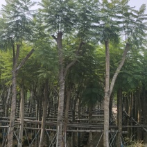 诚信共赢蓝花楹、细叶榄仁12-18公分